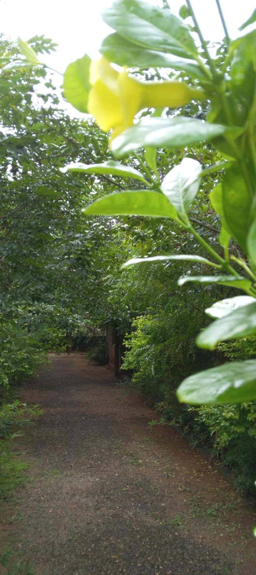 Forest Villa Nature Resort アヌラーダプラ エクステリア 写真