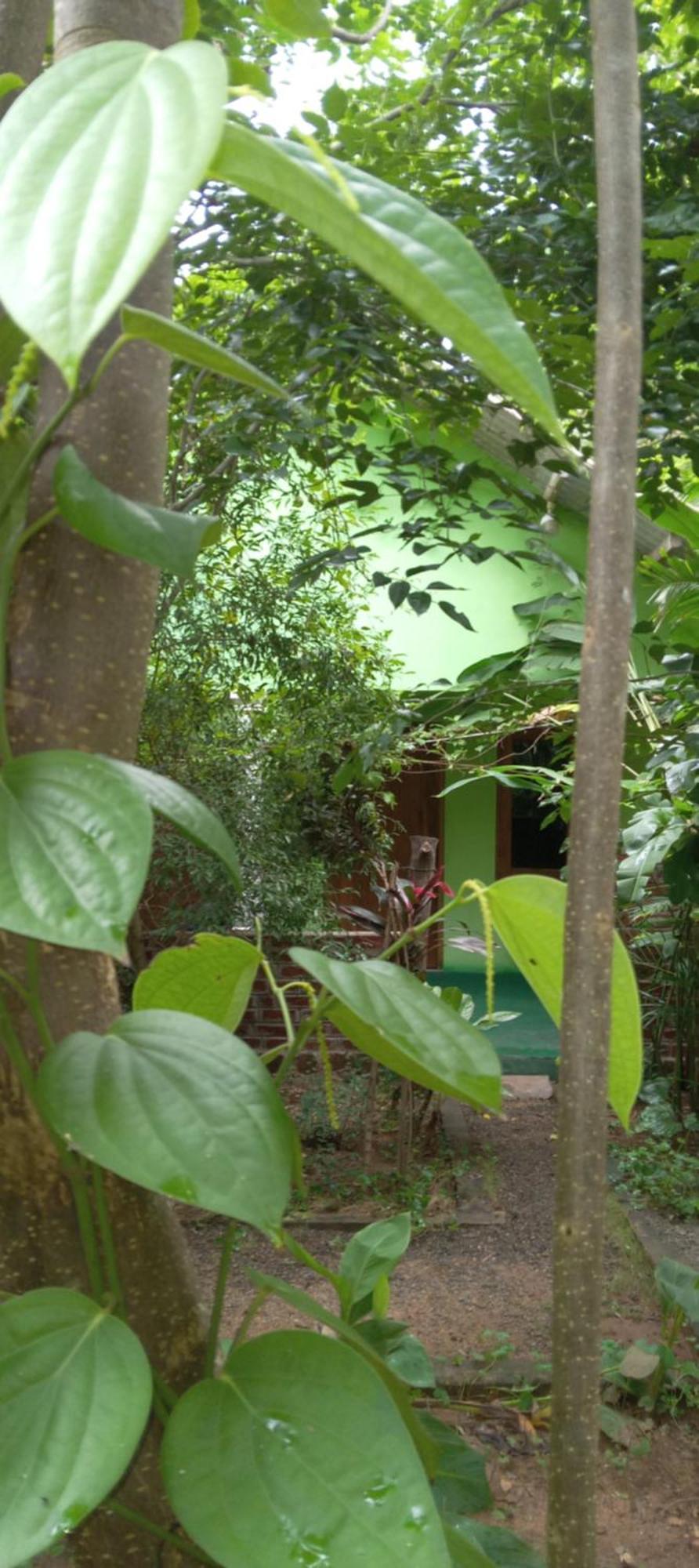 Forest Villa Nature Resort アヌラーダプラ エクステリア 写真