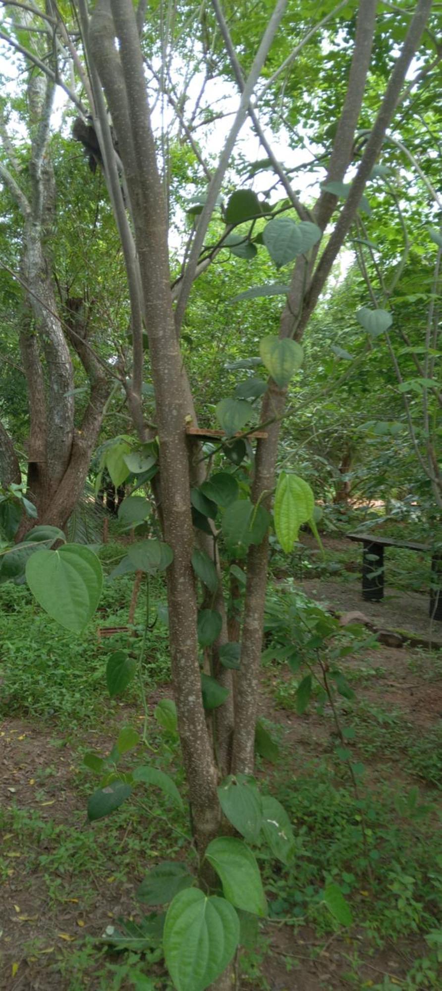 Forest Villa Nature Resort アヌラーダプラ エクステリア 写真