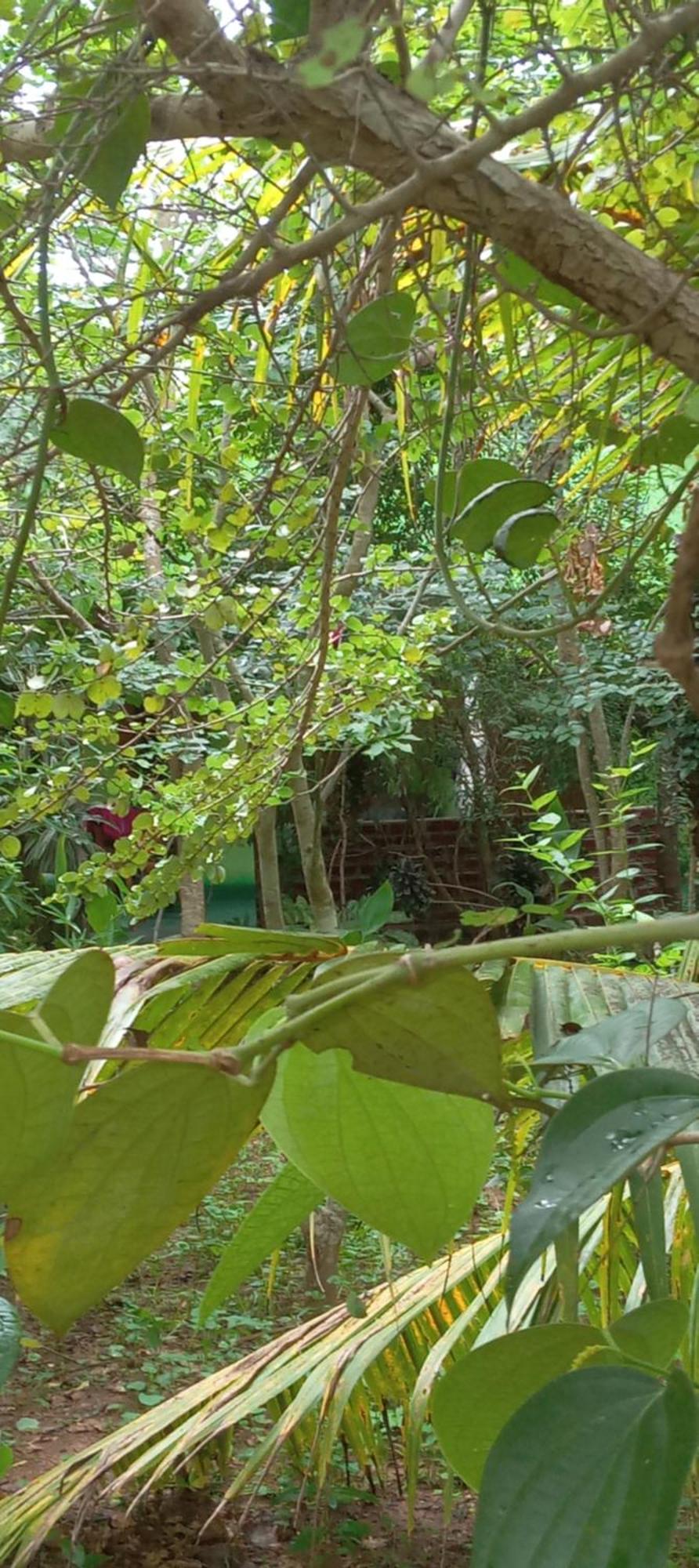 Forest Villa Nature Resort アヌラーダプラ エクステリア 写真