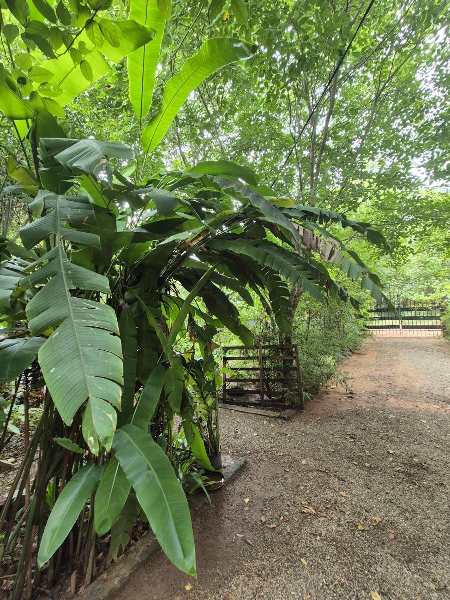 Forest Villa Nature Resort アヌラーダプラ エクステリア 写真