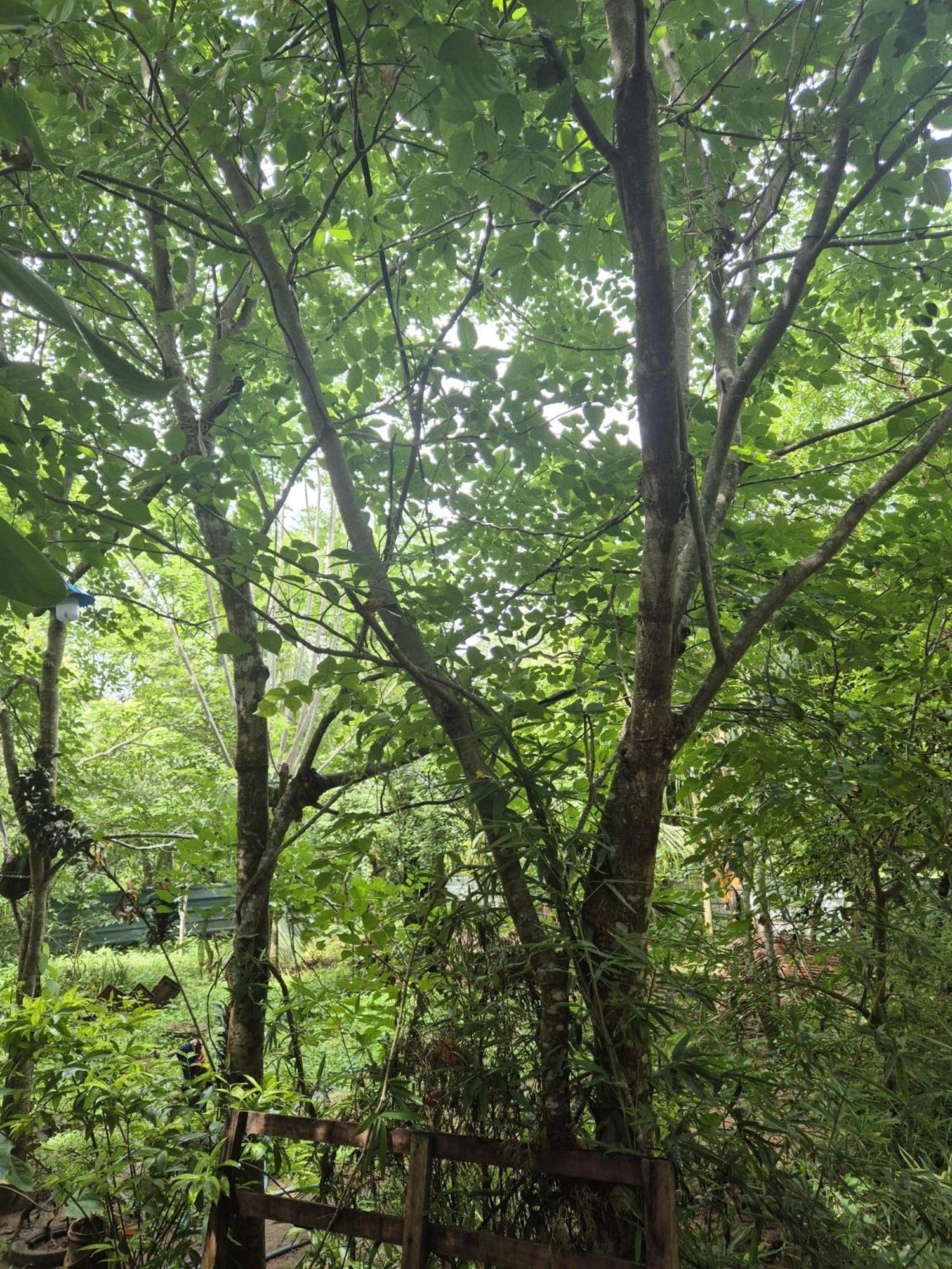 Forest Villa Nature Resort アヌラーダプラ エクステリア 写真